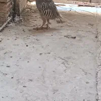 بلدرچین کوهی|پرنده|زابل, |دیوار