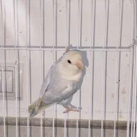 طوطی برزیلی ماده مارال رام