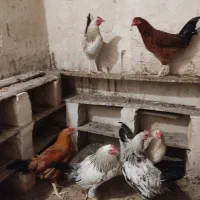 تعداد ۶تا خروس