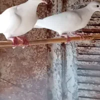 کبوتر