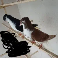 ساده کاکلی سرخ و سیاه نر ماده