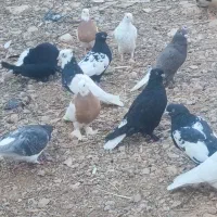 جفت بدرنگ سبز و یال سبز|پرنده|شیراز, تاچارا|دیوار