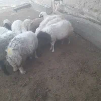 میش اوست جوان درشت|حیوانات مزرعه|تربت جام, جلگه موسی آباد|دیوار