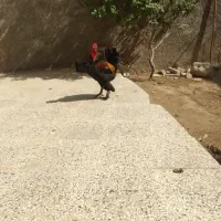 خروس گردن لخت چهل تاج