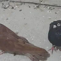 پرنده
