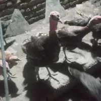 بوقلمون چهار ماهه 750