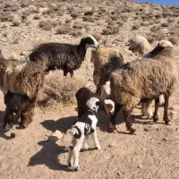 میش داشتی|حیوانات مزرعه|ارژن, |دیوار