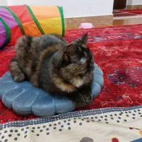 گربه|گربه|مهاباد (آذربایجان غربی), |دیوار