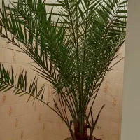 گل نخل بزرگ|گل و گیاه طبیعی|ایلخچی, |دیوار