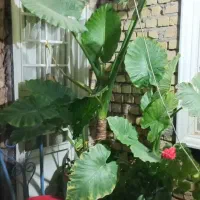 گل بابا آدم