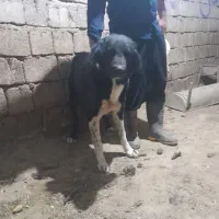 لاس قدرجونی|سگ|چادگان, |دیوار