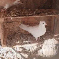 کبوتر دمگیر