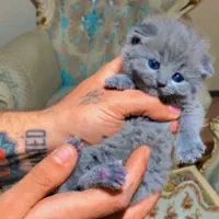 حیوان خانگی