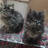 واگذاری رایگان یچه گربه