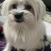 سگ گمشده|حیوانات|شهریار, شهریار|دیوار