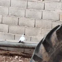 پرنده