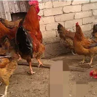 مرغ لاری|حیوانات مزرعه|سراوان, |دیوار