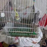 قناری ابلغ پرتغالی