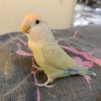 یک جفت طوطی برزیلی اهلی و بازی گوش|پرنده|کازرون, |دیوار