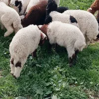 بازدید حمیدیه|حیوانات مزرعه|حمیدیه, |دیوار