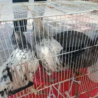 دوتا مرغ شاخدار نرو ماده یک مرغ برهما یک خروس کاکل