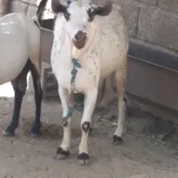 نری