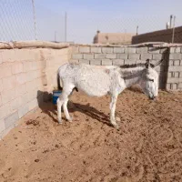کرالاغ نر ۵ساله بسیار گله ای آرام.|حیوانات مزرعه|بردسکن, |دیوار