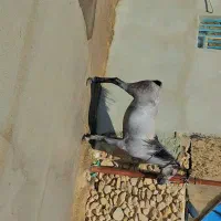 اسب مادیون به همراه کره|اسب و تجهیزات اسب‌سواری|بوشهر, |دیوار