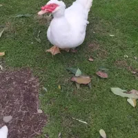 فروش اردک اسرائیلی درشت