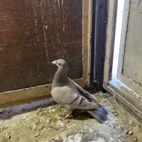 کاغذی نر زد و خوردی موقلف خطی|پرنده|قزوین, |دیوار