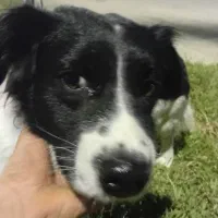 سگ پیداشده|حیوانات|بوشهر, |دیوار