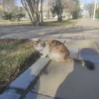 گربه خانگی با نژاد خوب|گربه|اردبیل, |دیوار