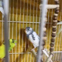 مرغ عشق جوان|پرنده|گلبهار, شهر جدید گلبهار|دیوار