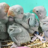 جوجه شاه طوطی