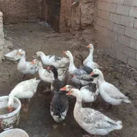 فروش ده عدد غاز یک ساله