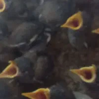 جوجه مینا