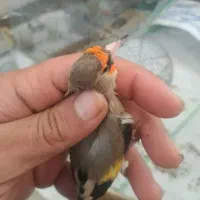 سهره نر|پرنده|سیرجان, |دیوار