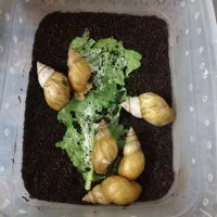 ۶ عدد حلزون اچاتینا مولد و سوپر مولد