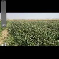 ذرت علوفه