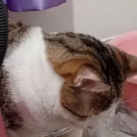 گربه DSH واگذاری|گربه|پرند, فاز ۶|دیوار