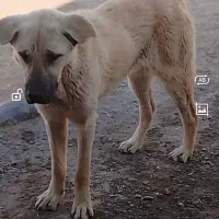 زنجان دندی|سگ|ماهنشان, |دیوار