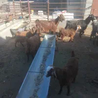 بز و بزغاله