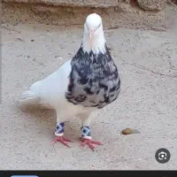 رنگی و پلاکی طوقی هرمدل کفتری بخوای دارم