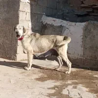 سگ پژدر