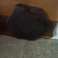 شیشه دودی رومیزی فروشی|مبلمان خانگی و میز عسلی|فولادشهر, مسکن مهر فولادشهر|دیوار