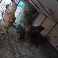 سه عدد مرغ و خروس