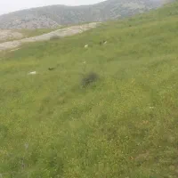 کهره نرماده