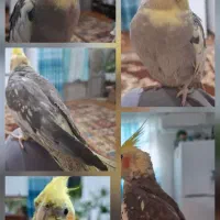 عروس هلندی گمشده