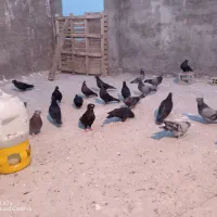 کبوتر ابادانی