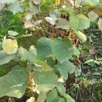 نهال فندوق پیوند نشده|گل و گیاه طبیعی|تالش, هشتپر|دیوار